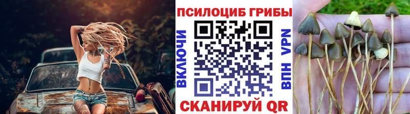 Купить закладки  Фёдоровский  Галлюциногенные грибы Psilocybine cubensis 